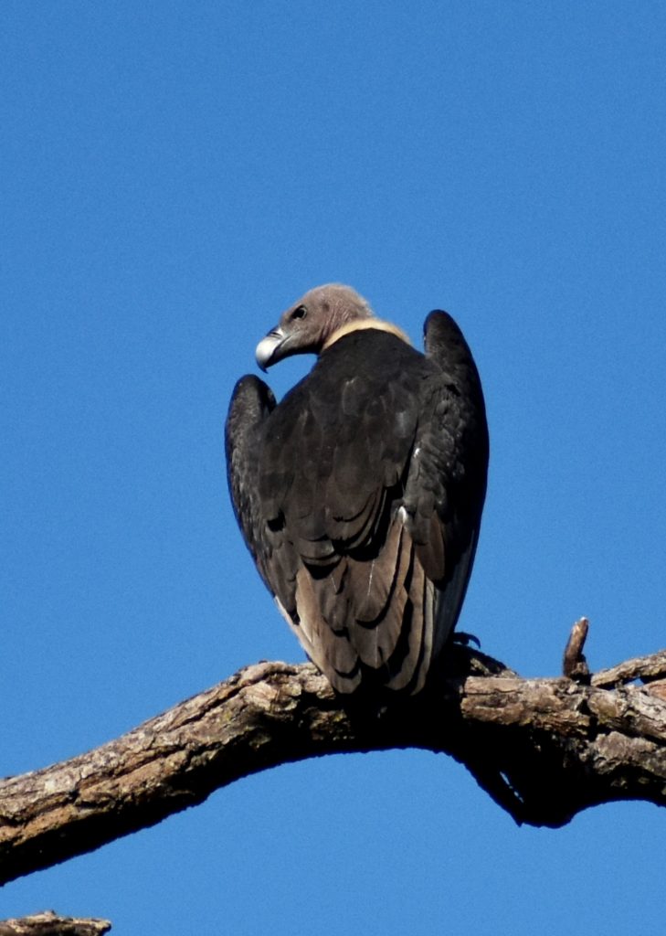 A Vulture spotted at Kanha