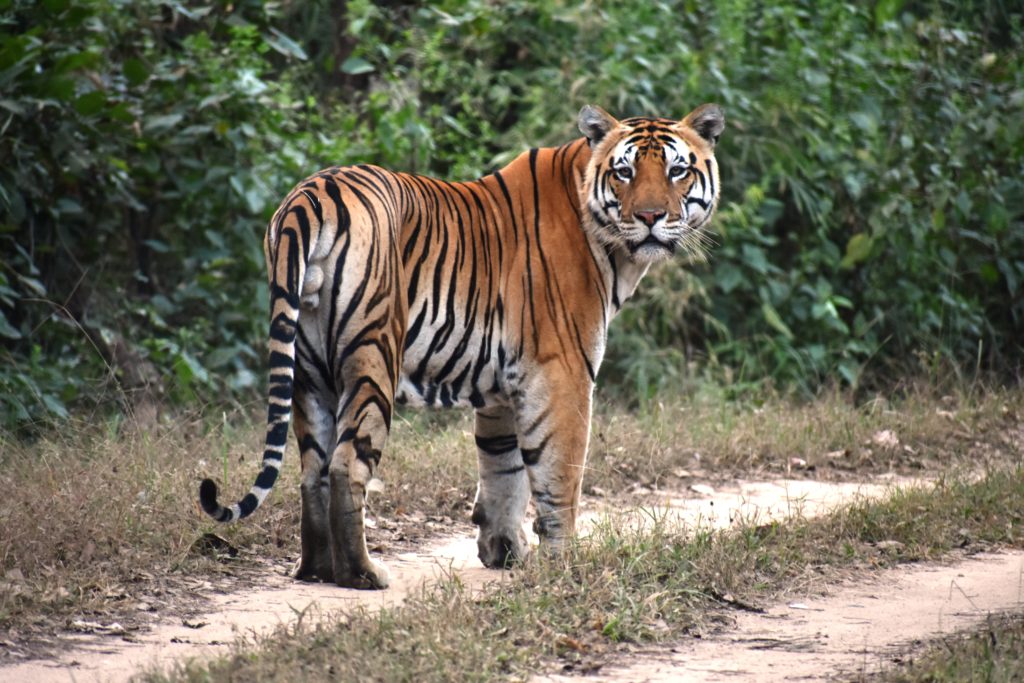 Tiger Sighting at Knaha