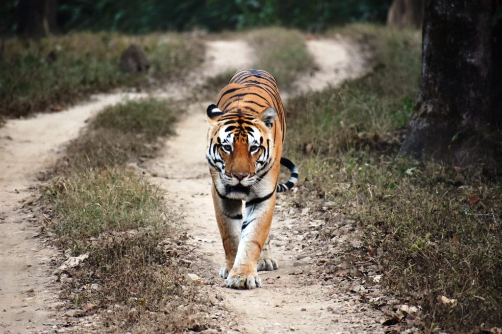 Tiger spotting at Kanha National Park
