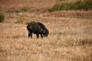 A wild boar - an uncelebrated resident!