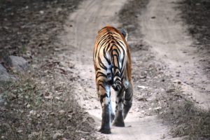 Chhota Munna Tiger walking away at Kanha NAtional Park