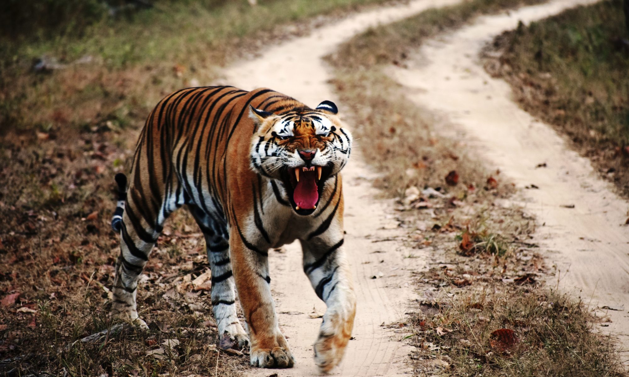 Tiger in Kanha NAtional Park